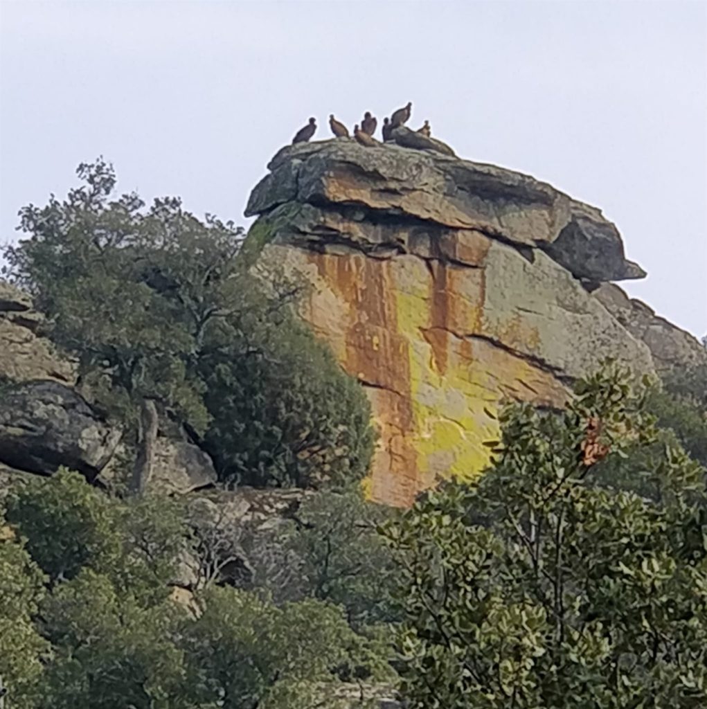El Canto Amarillo: gran roca de granito con manchas amarillas y anaranjadas de líquenes y buitres posados en lo alto, rodeada de encinas y matorral